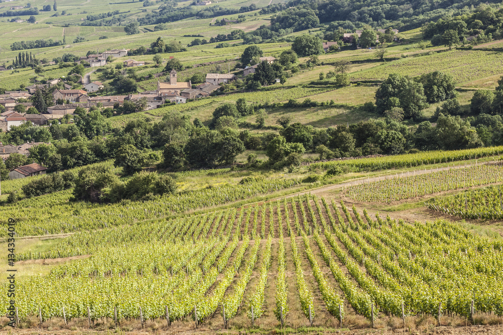 Chasselas vineyards in Burgundy.