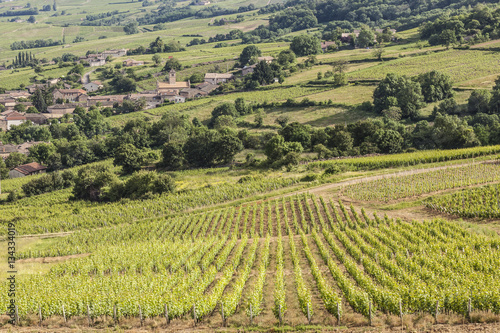 Chasselas vineyards in Burgundy.