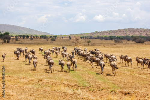 Herd of blue wildebeest (Connochaetes taurinus) in the wild savanna at Serengeti National Park safari landscape