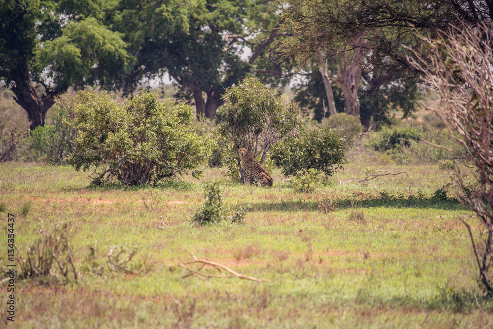 Jaguar alone camouflaged in Savannah Jaguar alone camouflaged in Savannah