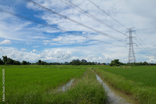 Image of green rice field with blue sky