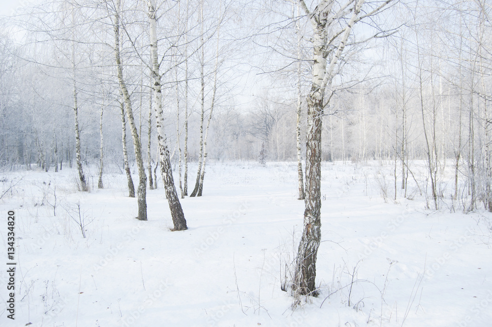 Winter landscape. Birch. Frozen forest. Trees and branches in frost. White atmosphere
