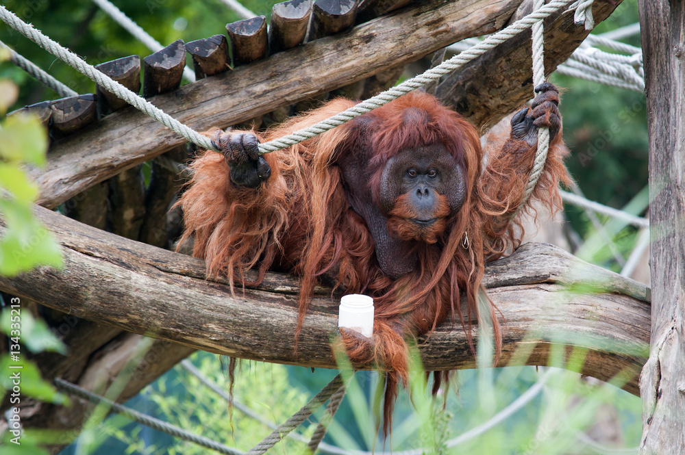Obraz premium Orang-Utan spielt mit Becher