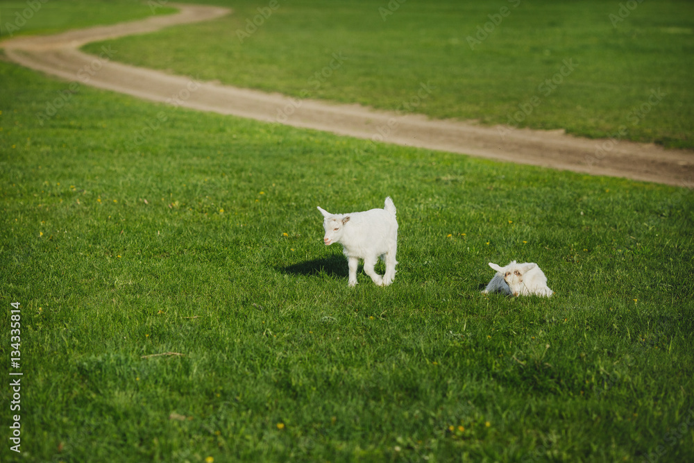 white little goats grazing in the field white little goats grazing in the field