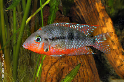 Mexican Fire Mouth (Thorichthys meeki) - female