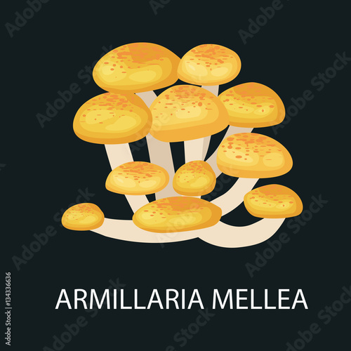 Armillaria mellea isolated, Wild Foraged Mushroom, Vector  edible natural mushrooms in nature set, organic vegetable food collection