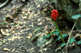 Forest detail.  Berries in the forest.