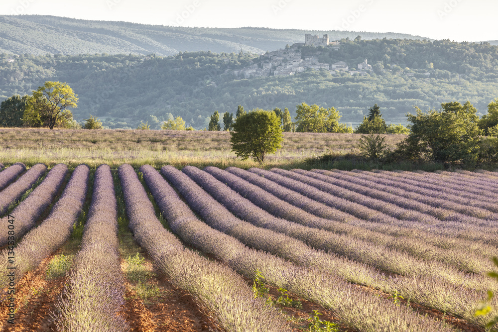 Provence lavender fields, France.