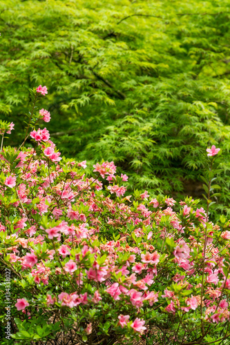 Fototapeta Naklejka Na Ścianę i Meble -  Pink Azaleas and Green Japanese Maple