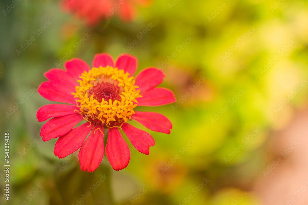 Beautiful flowers in the garden. Beautiful flowers in the garden.
