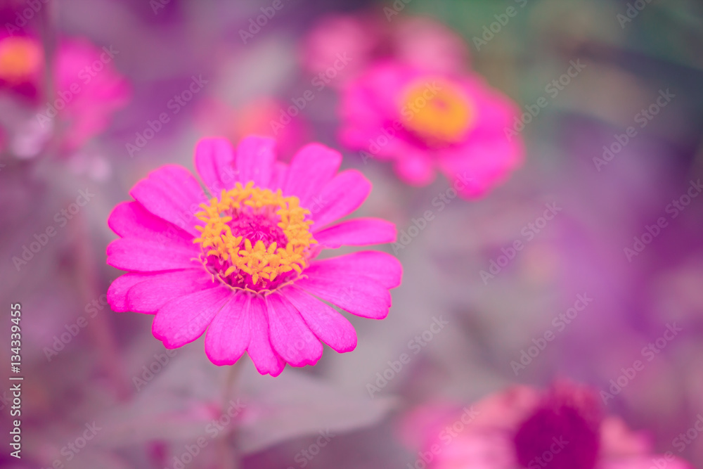 Beautiful flowers in the garden. Beautiful flowers in the garden.