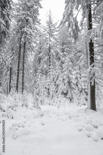 Winter Wald