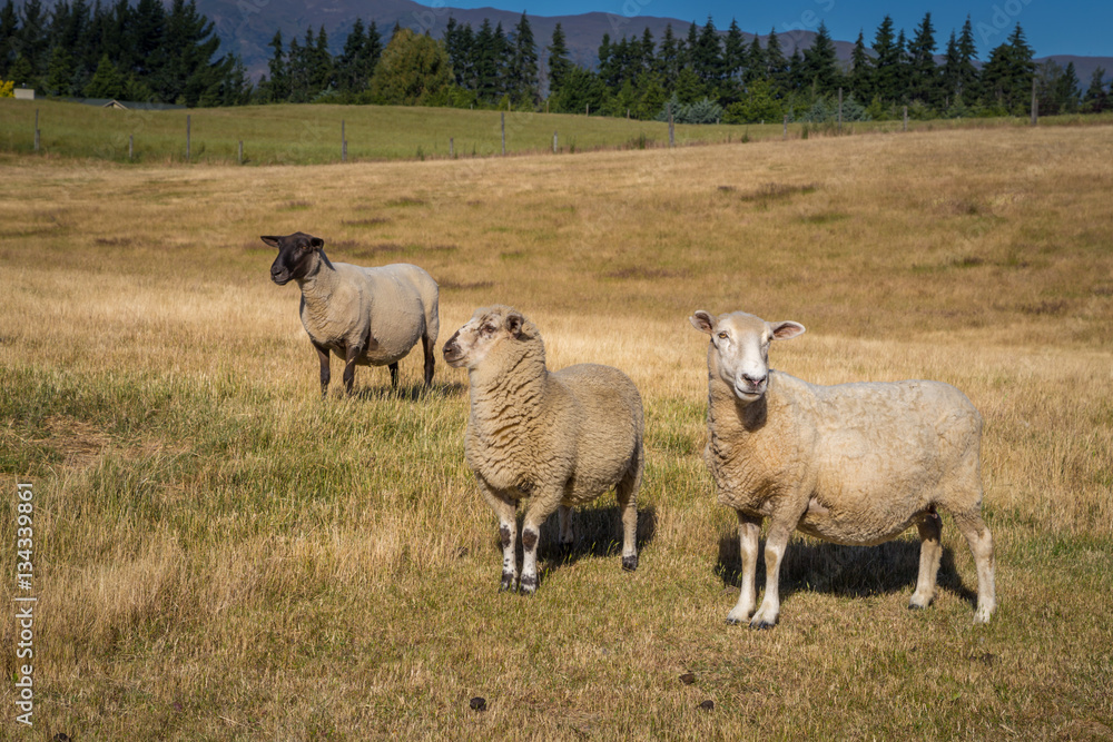 Three sheep on the farm field in New Zealand enjoying bright summer day, one of them with black and white fur. Three sheep on the farm field in New Zealand enjoying bright summer day, one of them with black and white fur.