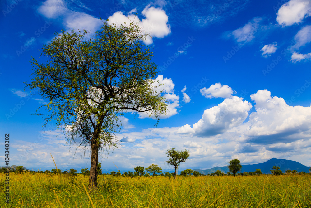 Obraz premium Mago National Park - Ethiopia