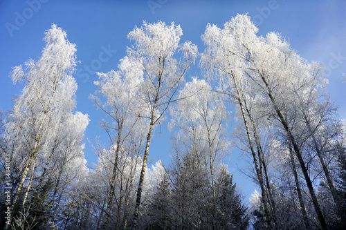 Birken im Winter © Bimps