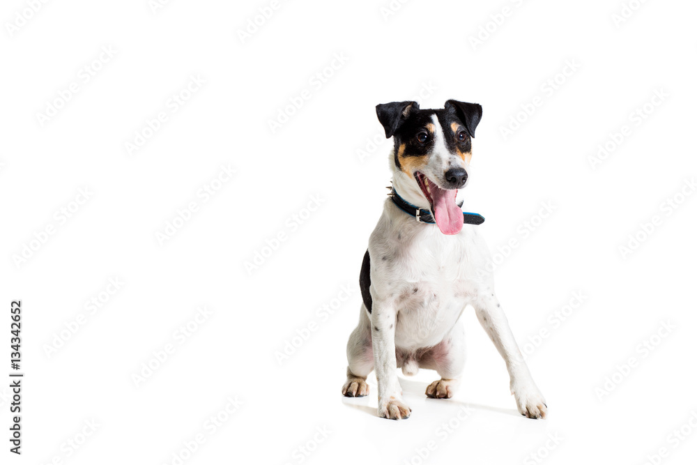 Portrait of a purebred smooth fox terrier  white background