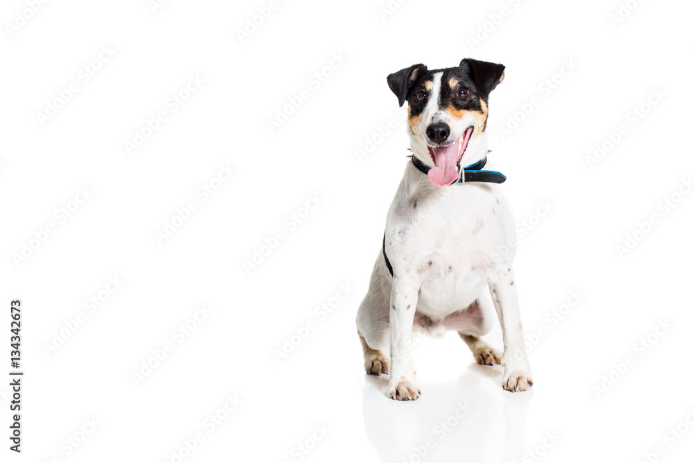 Portrait of a purebred smooth fox terrier  white background