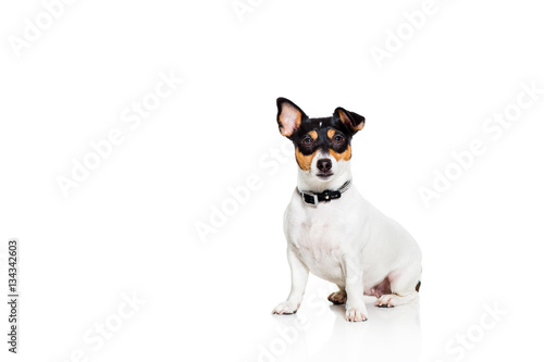 Jack Russell Terrier, isolated on white © nazarovsergey