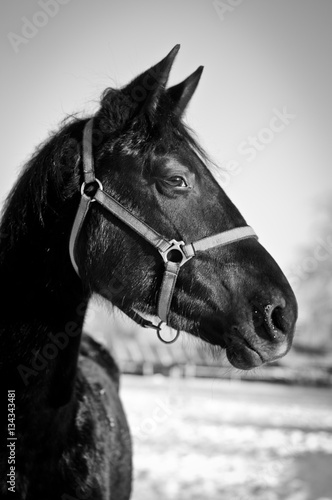 Black and white portrait of horse