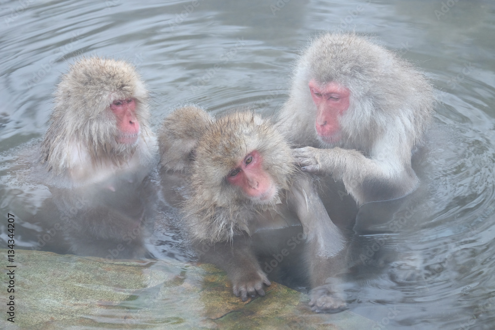Fototapeta premium 日本猿 地獄谷野猿公苑