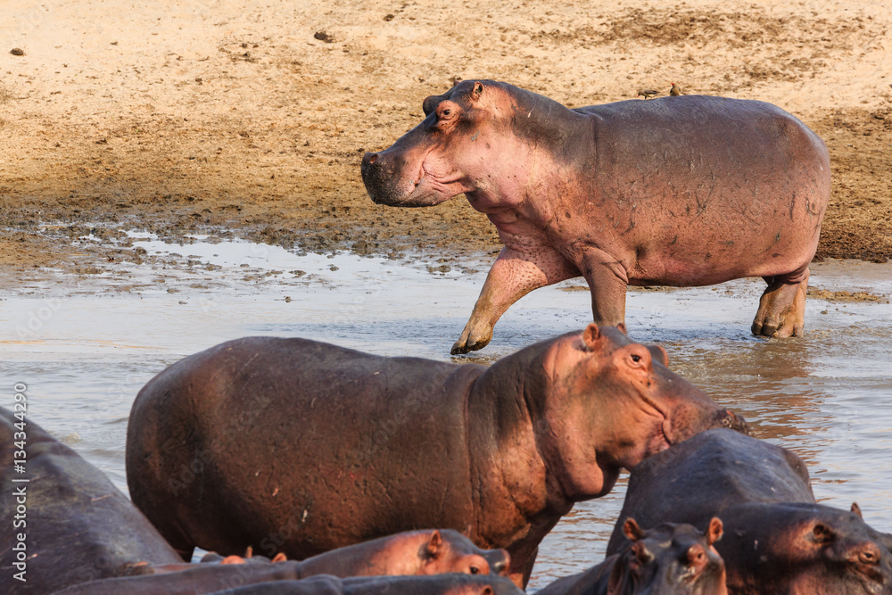 Hippos in the South Luangwa National Park - Zambia Hippos in the South Luangwa National Park - Zambia