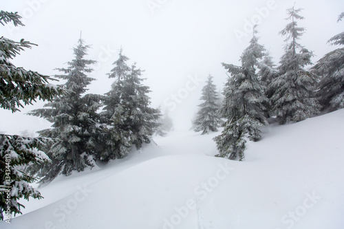 Mystical winter forest covered with snow on cloudy day © Maygutyak