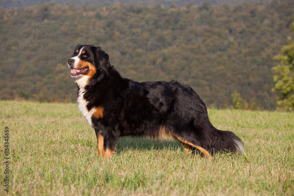 Portrait of nice bernese mountain dog Portrait of nice bernese mountain dog