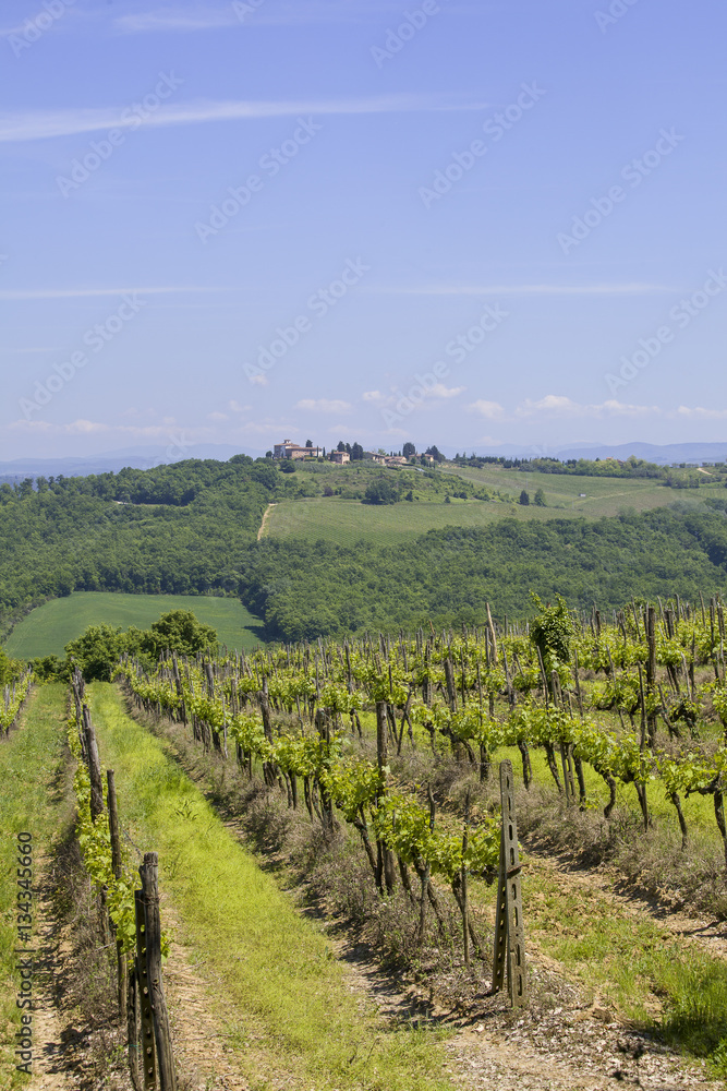 Vineyard in the Chianti