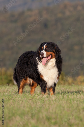 Portrait of nice bernese mountain dog