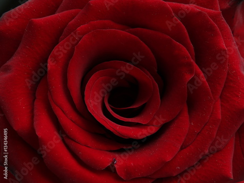 The bud of a red rose