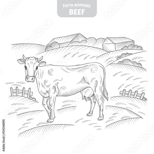 Cow in a graphic style, hand-drawn vector illustration.