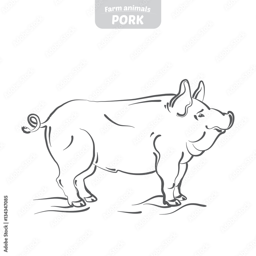 Pig hand-drawn vector illustration.