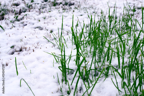Snow grass  © oraziopuccio