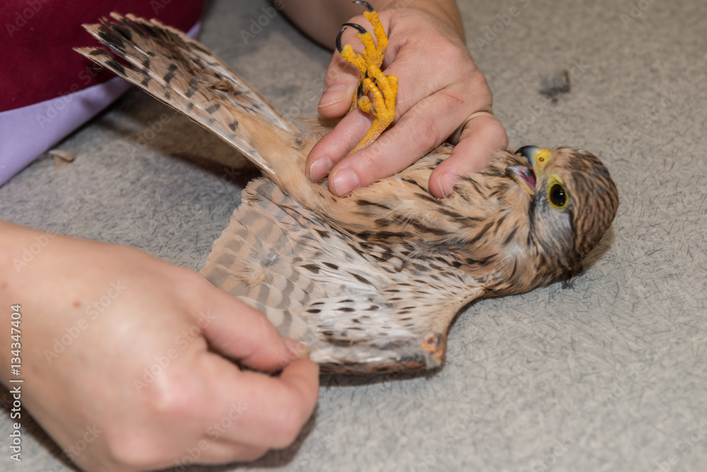 Obraz premium La consultation vétérinaire pour les buses, pigeons, poules, oiseaux, rapaces, est très importante pour la santé de cet animal et les basses cours.