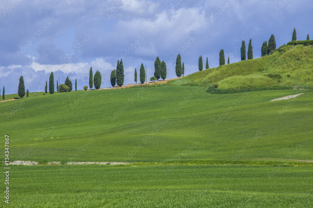 Tuscan landscape with cypress trees