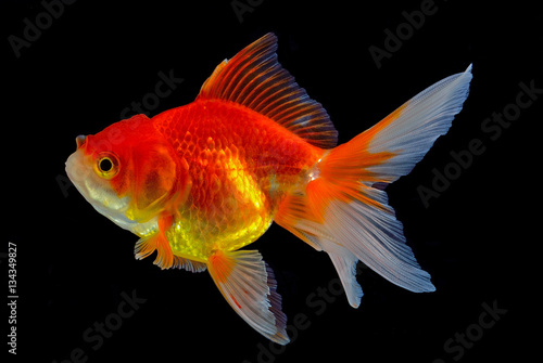 gold fish isolated on back background