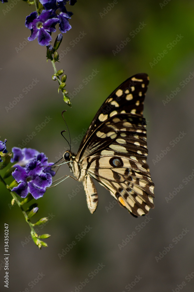 Fototapeta premium Butterfly