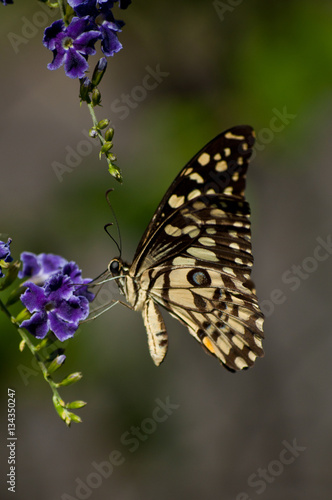 Butterfly © smsd77