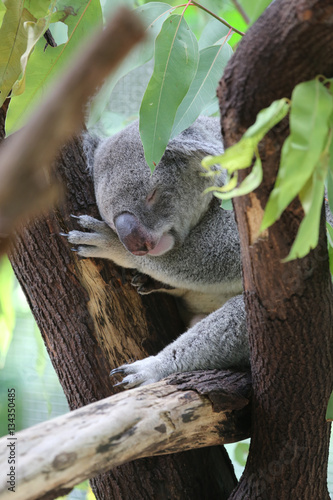 Fototapeta Naklejka Na Ścianę i Meble -  Koala sleeping in eucalyptus tree