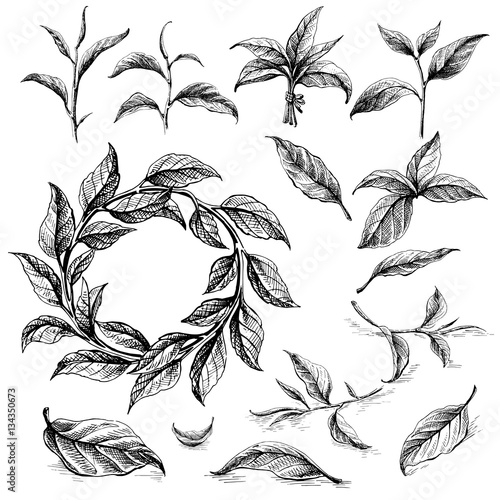 Collection of tea leaves. Green, black, Pekoe tea in graphic style, hand-drawn vector illustration.