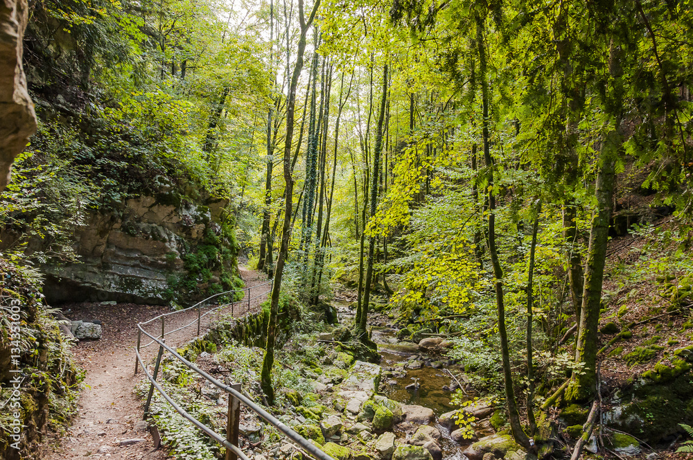 Obraz premium Twann, Twannbachschlucht, Schlucht, Wald, Waldweg, Wanderweg, Naturweg, Felswand, Herbst, Herbstwanderung, Jura, Schweiz