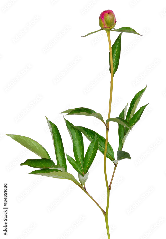 Obraz premium Unopened peony bud