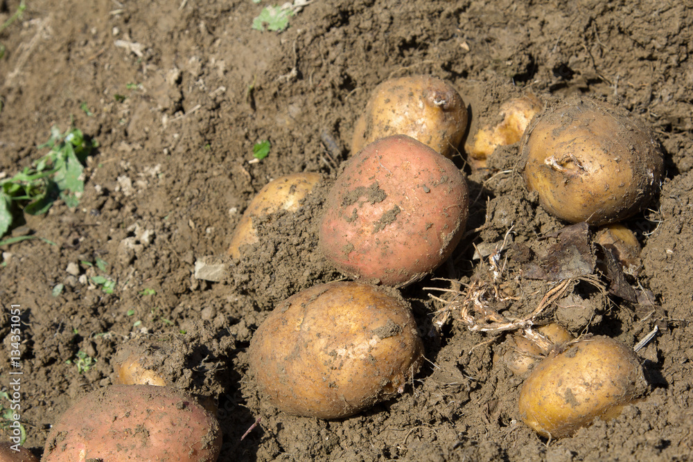 Harvesting potatoes - selective focus Harvesting potatoes - selective focus