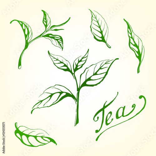 Collection of tea leaves. Green, black, Pekoe tea in graphic style, hand-drawn vector illustration.