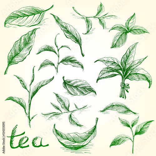 Collection of tea leaves. Green, black, Pekoe tea in graphic style, hand-drawn vector illustration.
