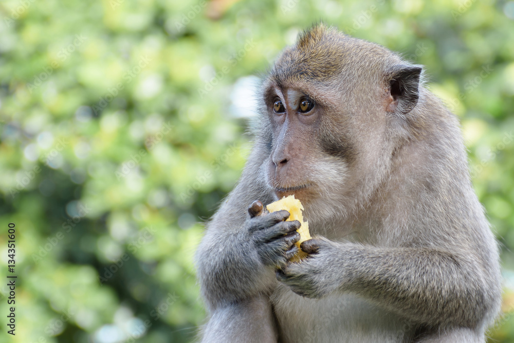 Obraz premium Monkey clouse up green bokeh background