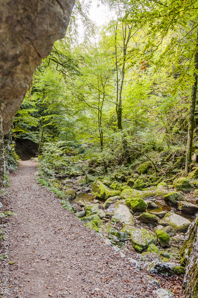 Obraz premium Twann, Twannbachschlucht, Schlucht, Wanderweg, Waldweg, Wald, Herbst, Herbstwanderung, Herbstfarben, Felswand, Jura, Schweiz