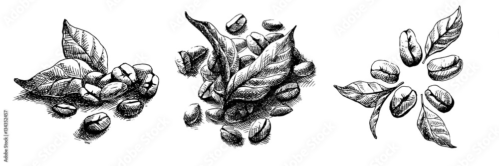 coffee grains and leaves in graphic style - obrazy, fototapety, plakaty 