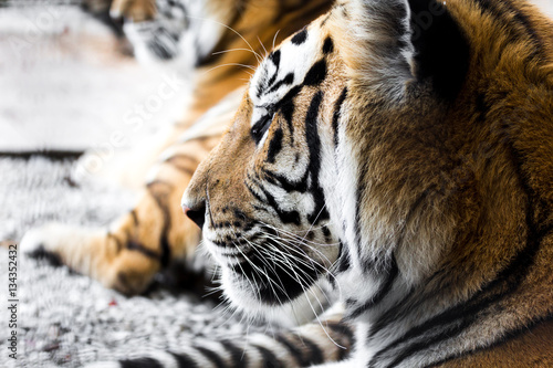 Fototapeta Naklejka Na Ścianę i Meble -  portrait of a beautiful tiger