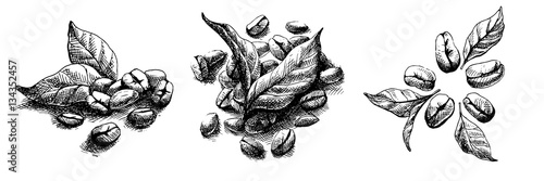 coffee grains and leaves in graphic style